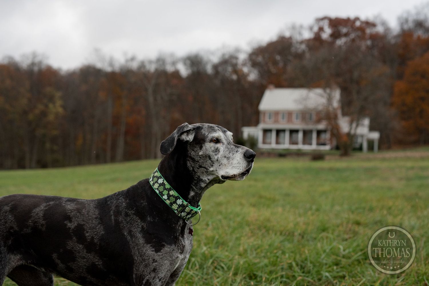 Black dog with green collar looks into distance with white farmhouse and fall trees behind.