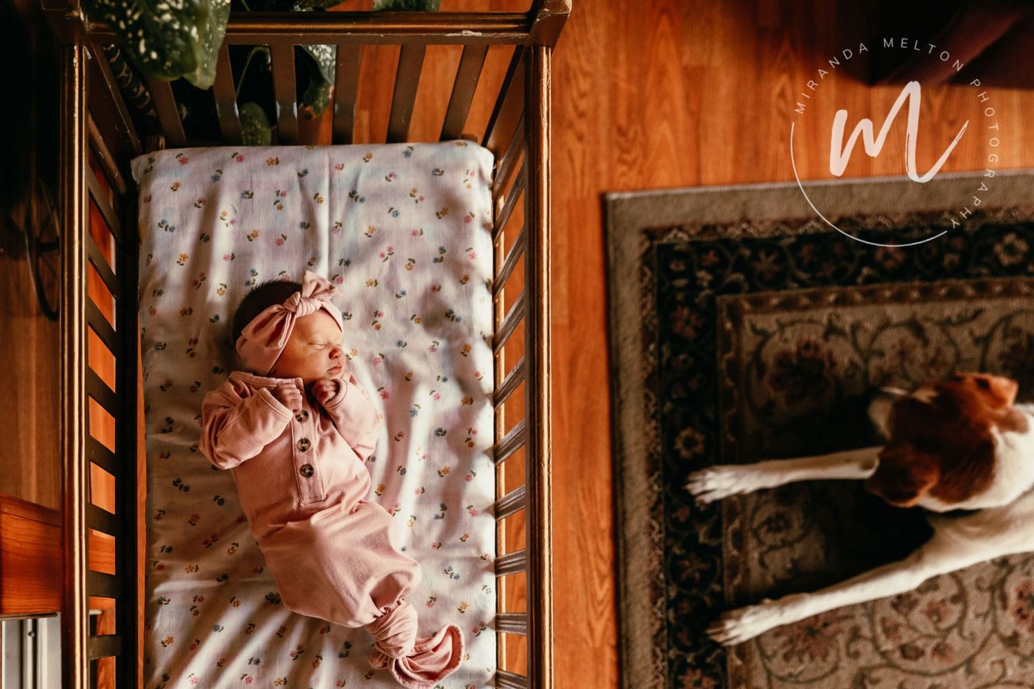 Overhead image of a newborn baby in a bassinet with a dog nearby on the rug. Concept for family photo ideas in the Twin Cities
