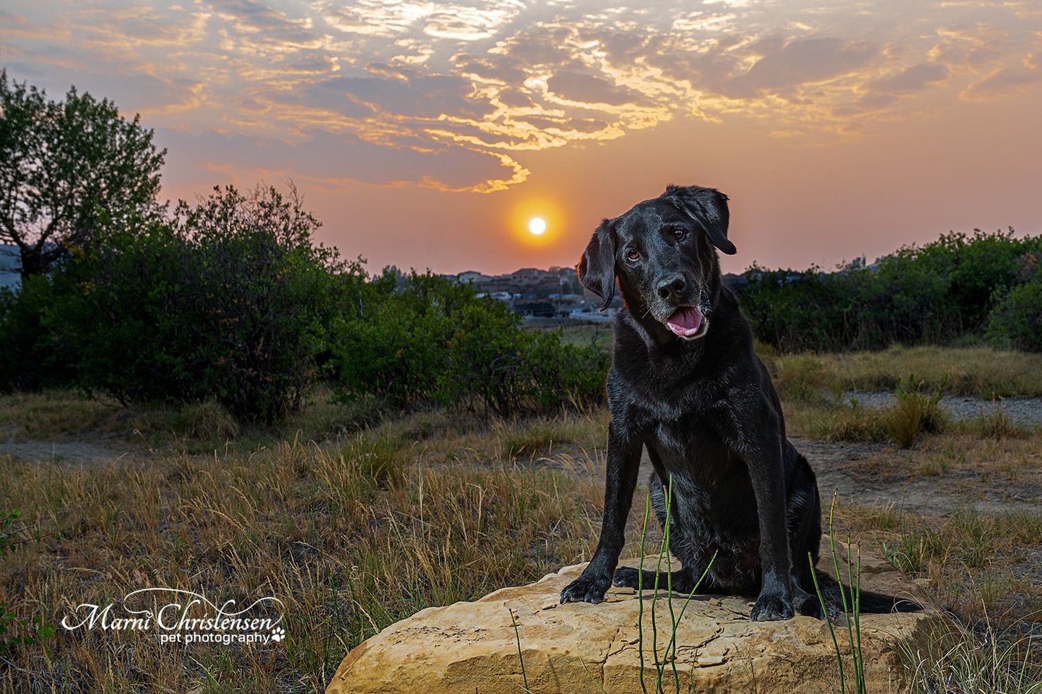 Black dog sitting on rock against beautiful sunset sky in natural landscape.