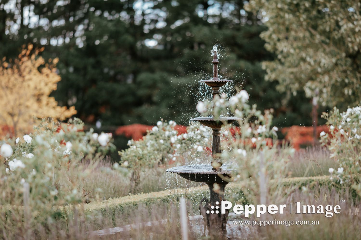 Ornate garden fountain surrounded by white roses and wildflowers in a scenic autumn landscape.