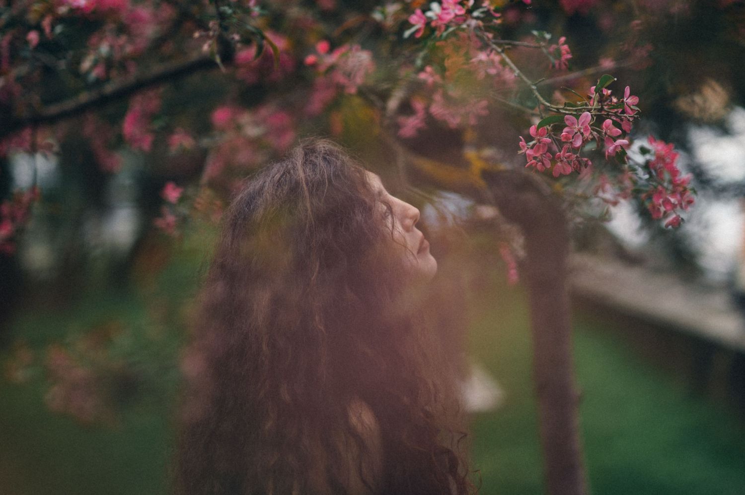 Dreamy spring scene with pink cherry blossoms framing figure beneath blooming tree branches.