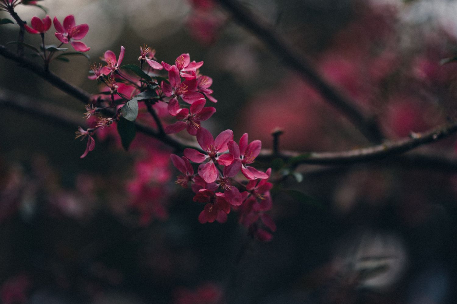 Close-up of vibrant pink crabapple or cherry blossoms against dark moody background.