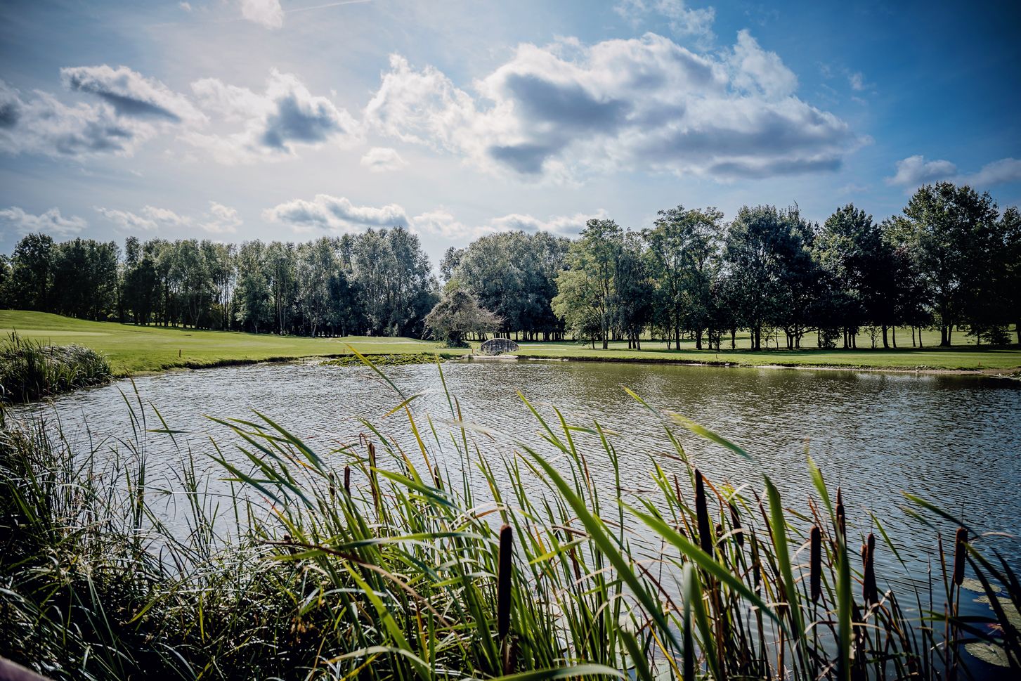 A serene lake view with green grass, trees and cattails along the shoreline under a cloudy blue sky.