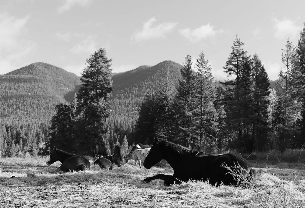 Sleeping Horse Photo Black and White