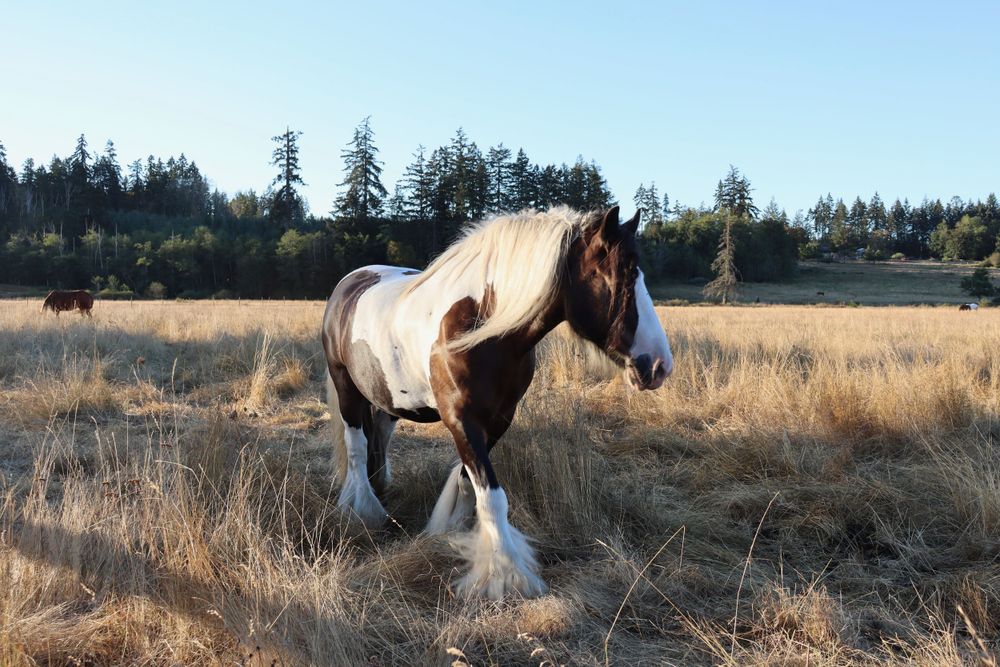 Gypsy Horse Golden Field Photo