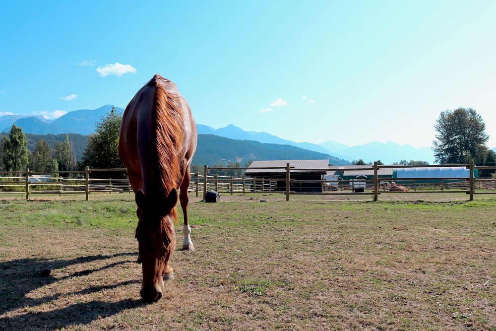 Redhead Horse on Ranch Elegant Photo Colour