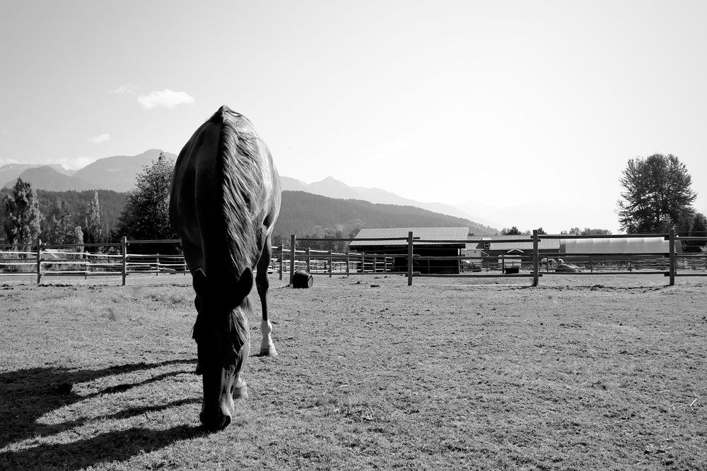 Horse on Ranch Elegant Photo