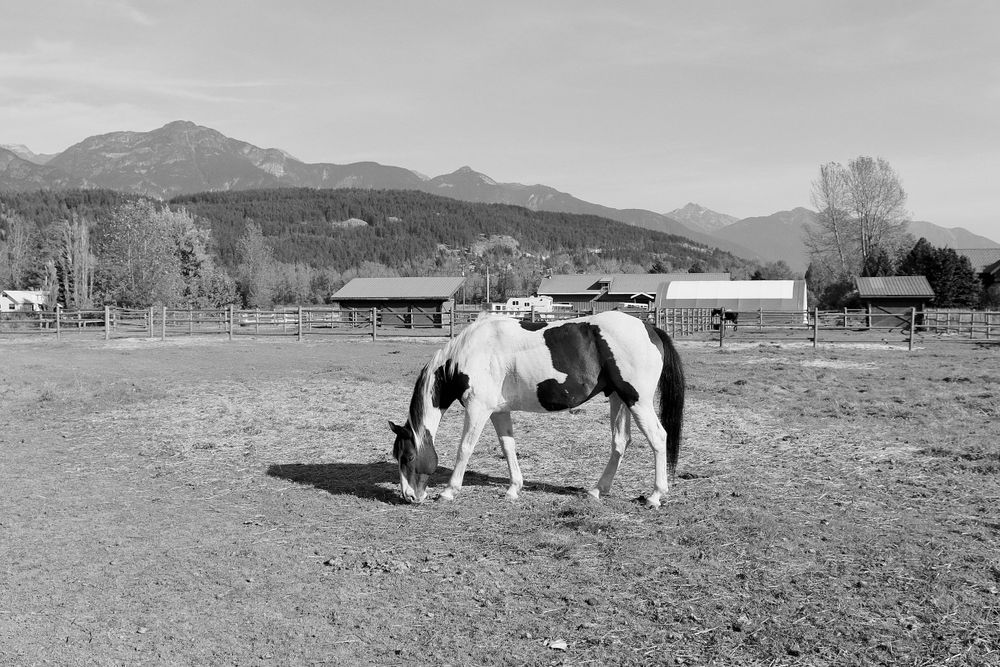 Paint Horse Wall Art Photo