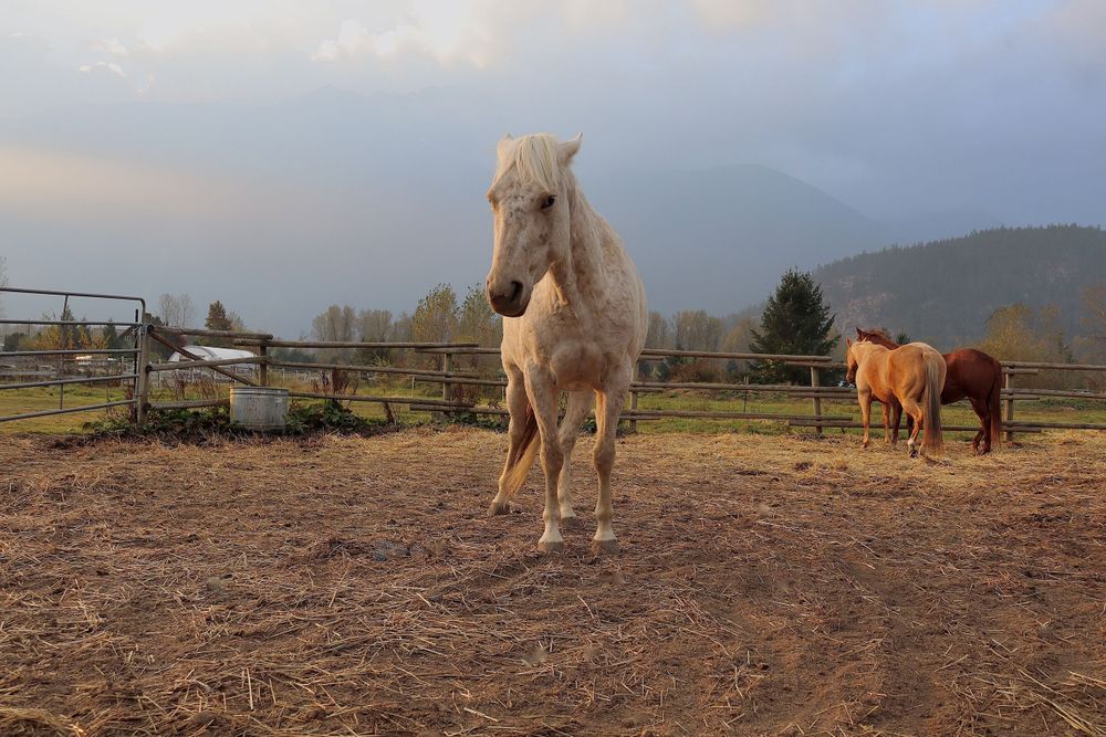 Cute Bossy Horse Photo