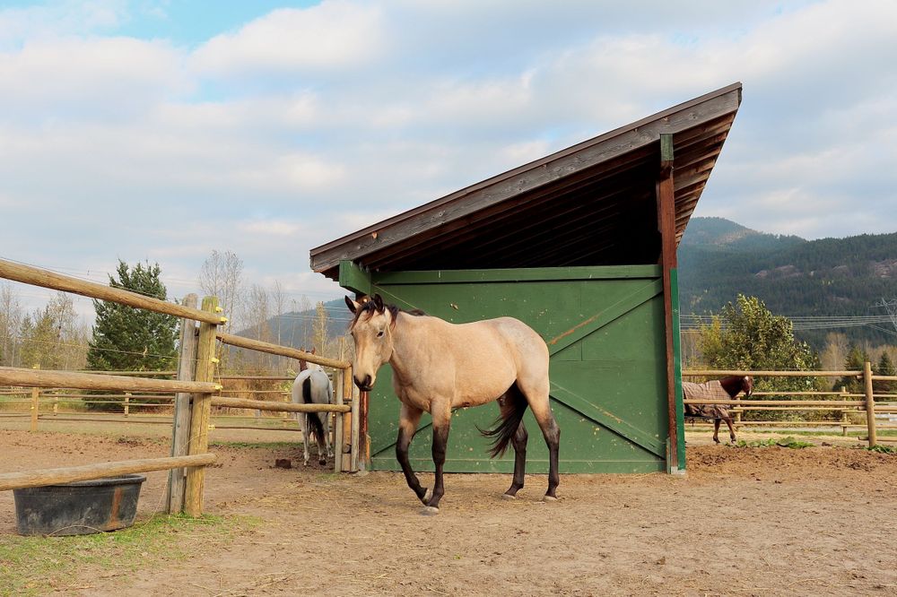 Colour Buckskin Horse on Ranch Colour Photo Wall Art
