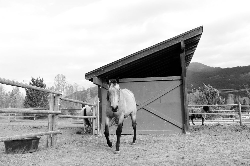 Buckskin Horse Photo Wall Art