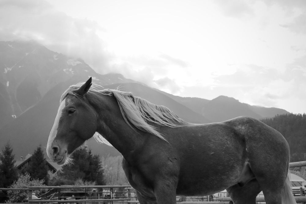 Horse Meditating Mountain Photo