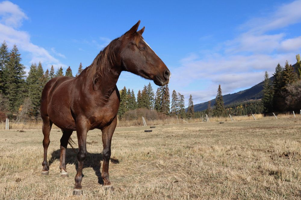 Dark Mare Horse Photo Wall Art Colour