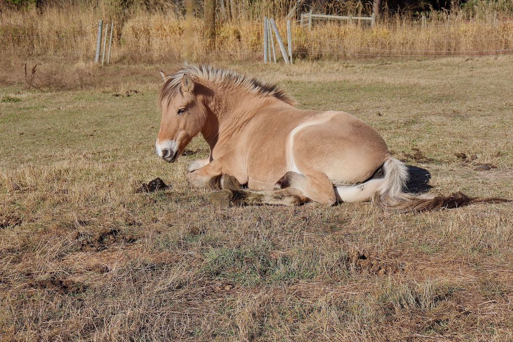 Fjord Horse Photo Wall Art