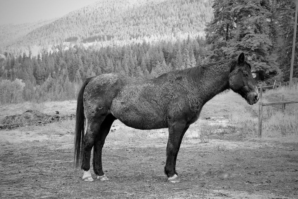 Horse Meditating Photo Black and White