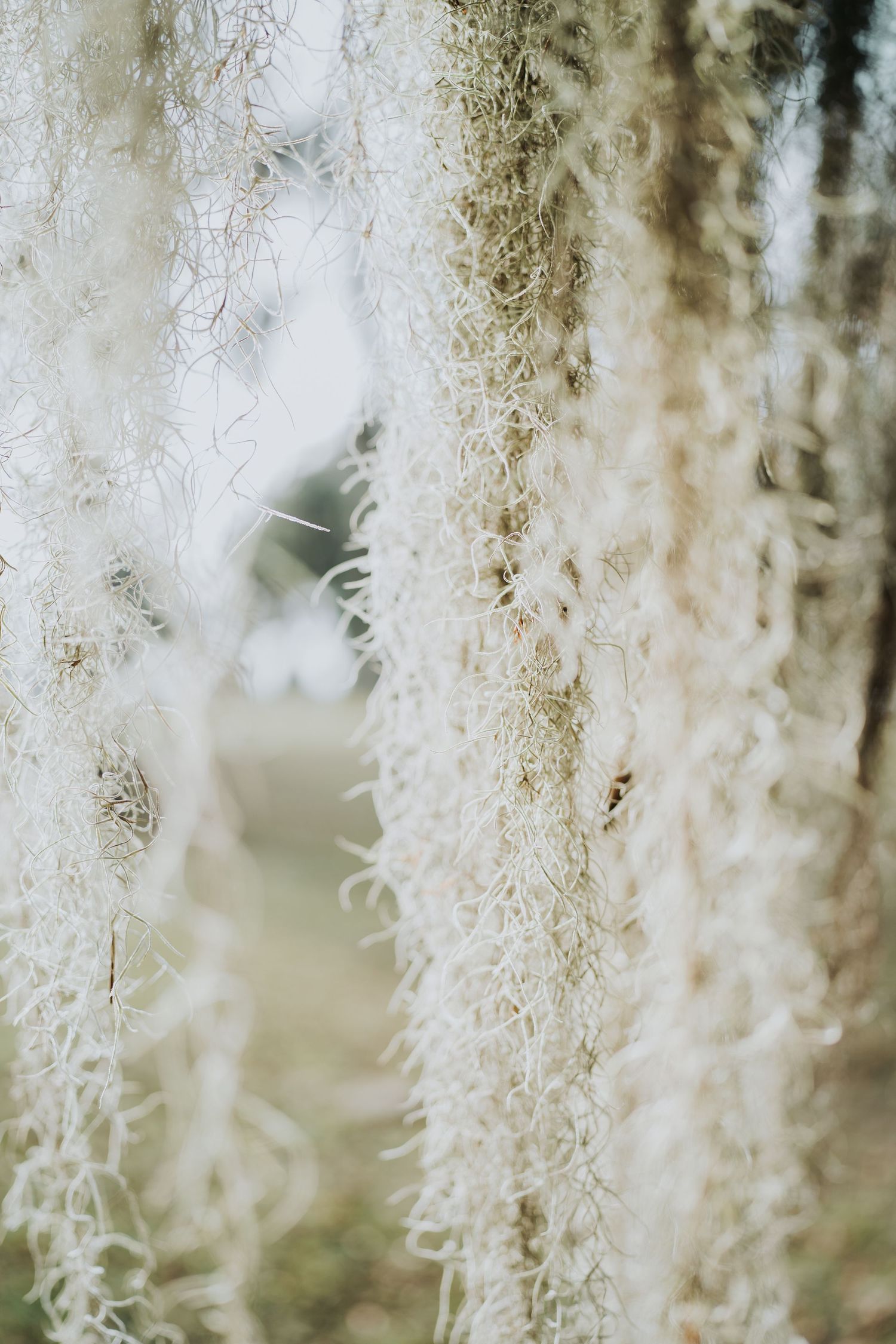 brunswick-ga+the-south+st-simons-island+georgia-travel+golden-isles+hanging-moss+live-oak-trees