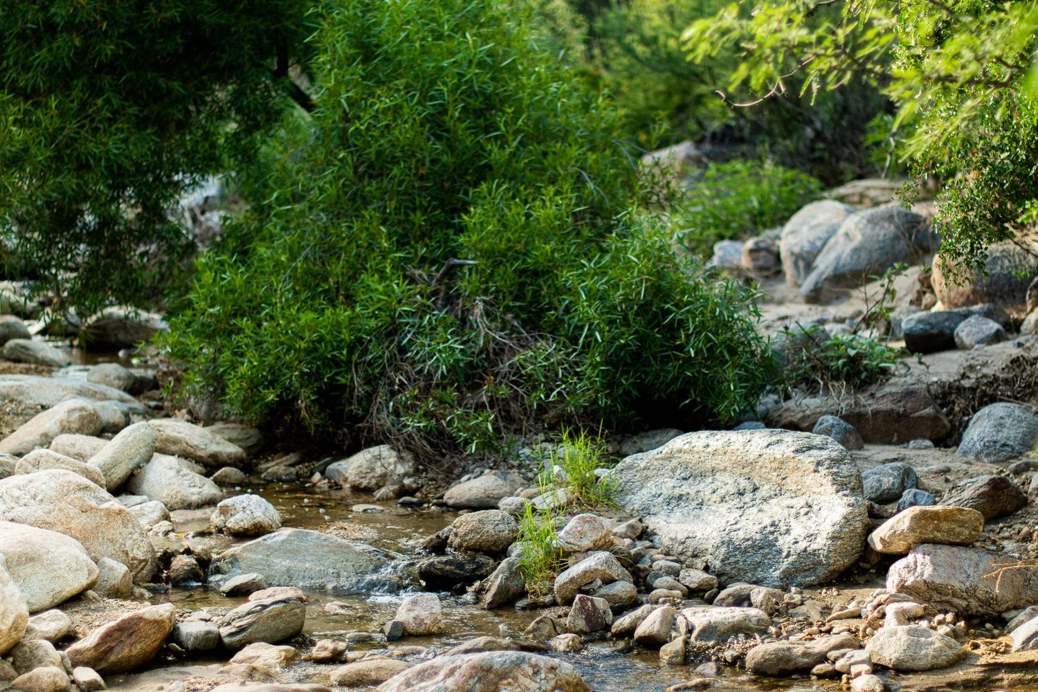 Vantana Trailhead after monsoons, a great place for lifestyle photos.