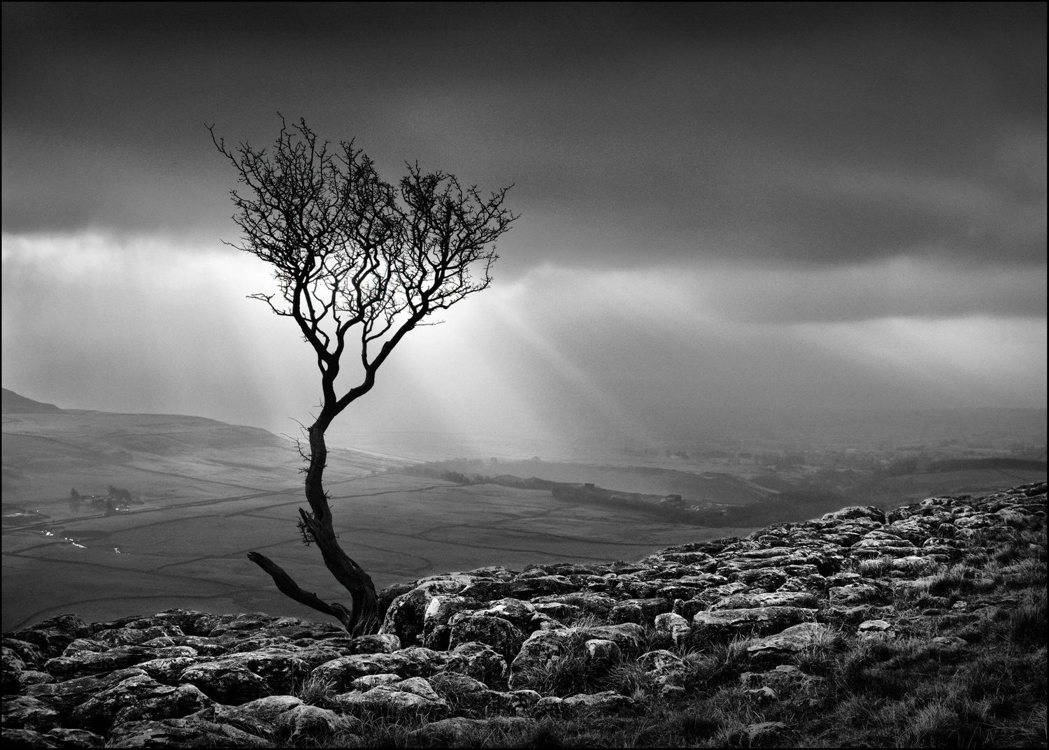 Lone tree on Twisleton Scar above Ingleton