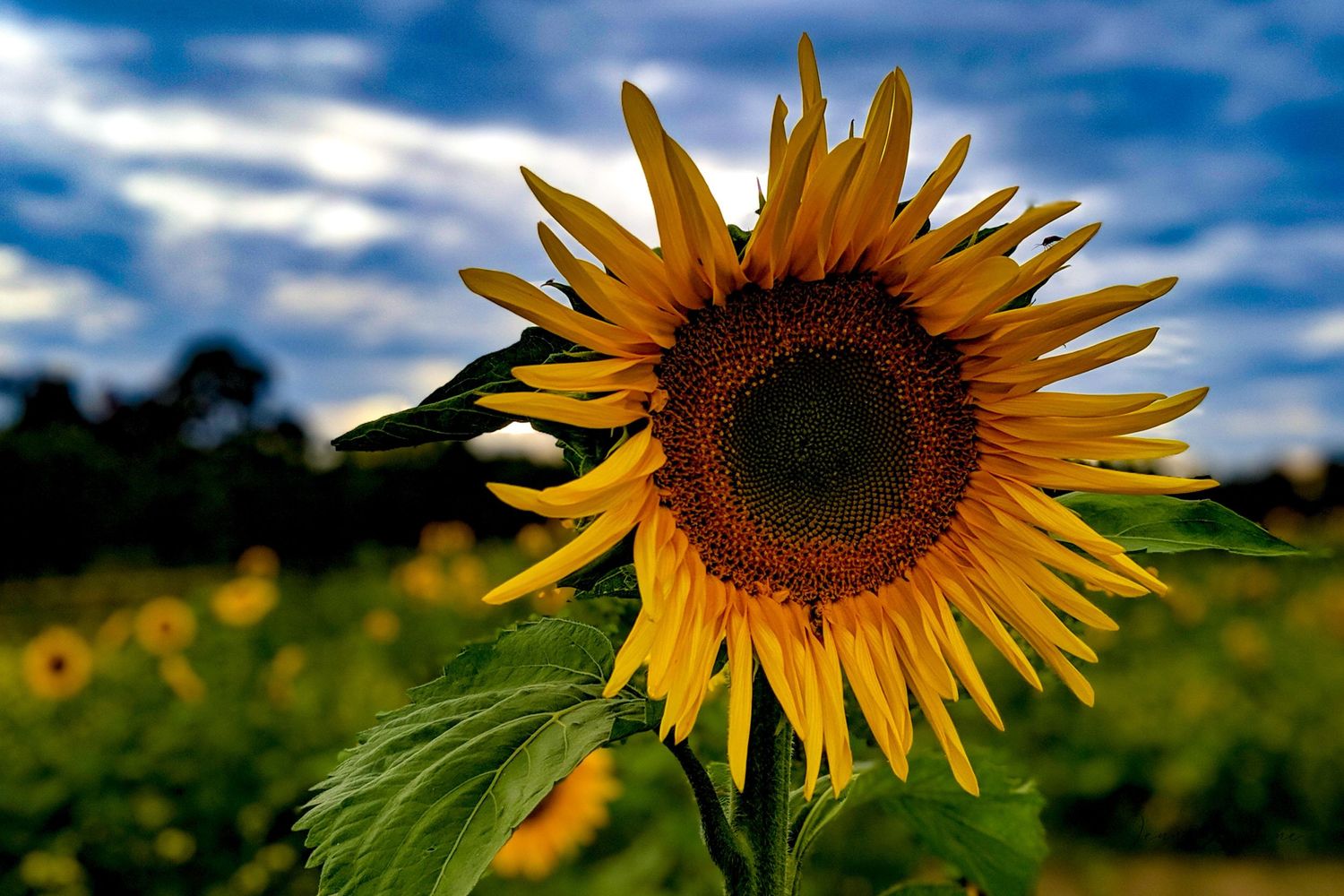 Vibrant sunflower blooming against blue sky with dramatic lighting.