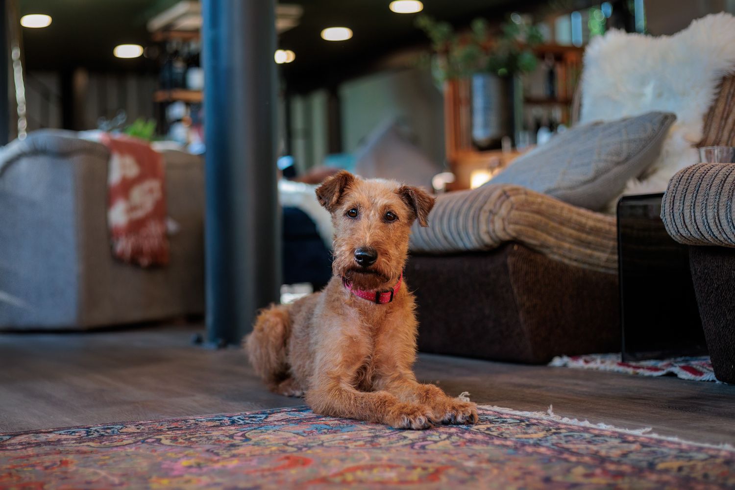 Brown terrier mix dog resting on a patterned rug near a couch in a cozy indoor setting.