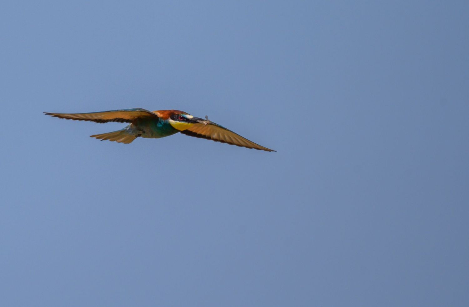 The Bee-eaters are a wonderous birds that migrate to France during spring.