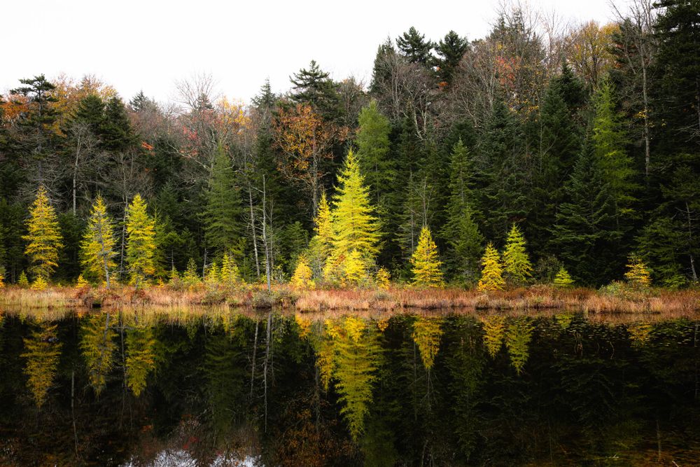 Golden tamarack trees reflected in calm lake water with evergreen forest backdrop.