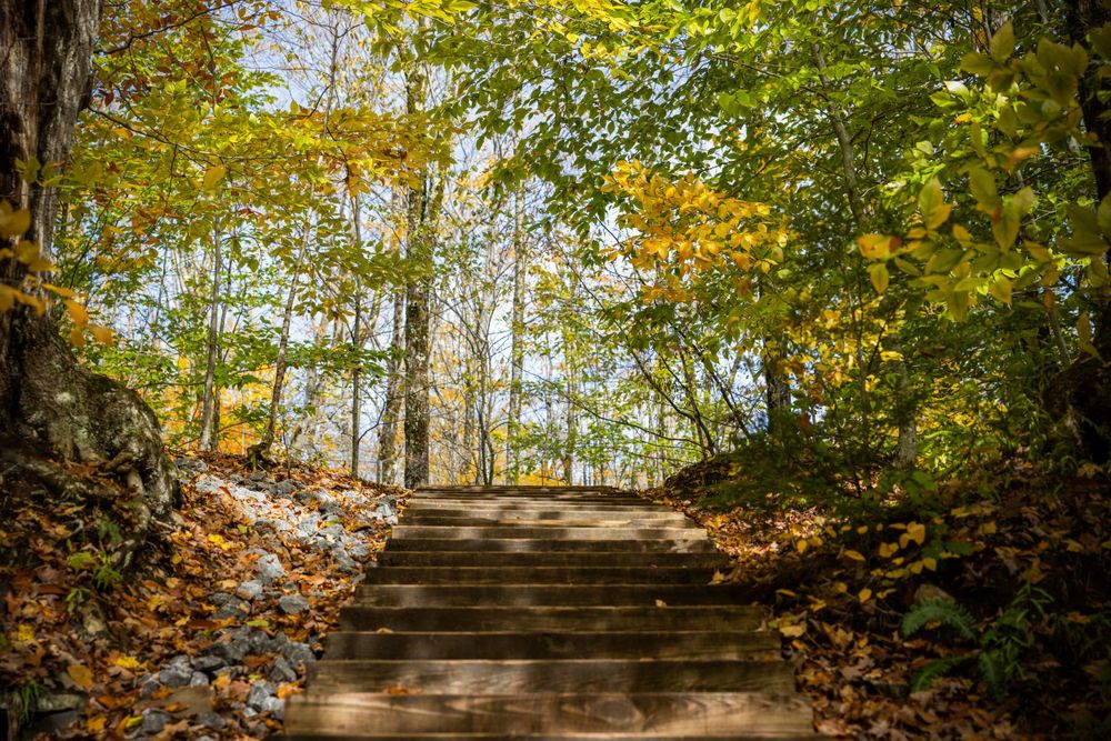 Stone steps leading upward through autumn trees with golden leaves.