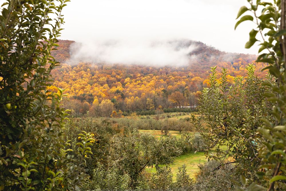 Misty autumn mountain landscape with golden foliage and rolling hills.