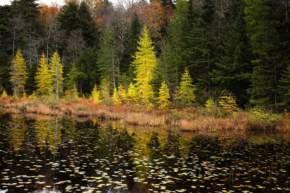 Yellow tamarack trees contrasting with dark evergreens along shoreline.