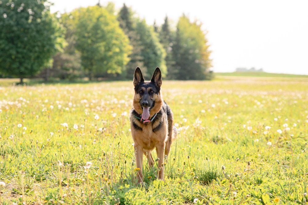 German Shepherd dog runs playfully through a sunny meadow filled with yellow wildflowers.