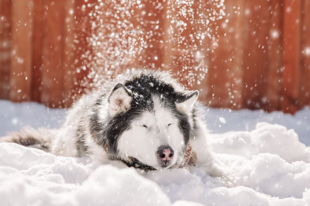 A Husky dog laying in snow with falling snowflakes creating a magical winter scene.