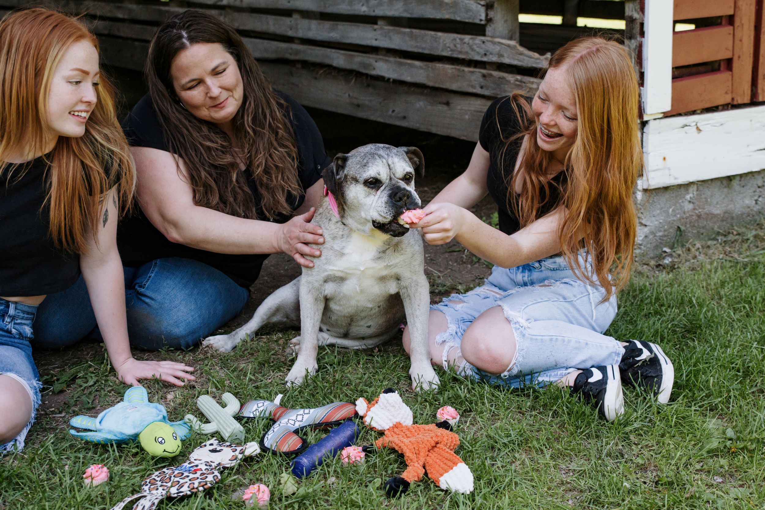 A cute dog surrounded by toys being petted on grass with colorful pet toys scattered around.