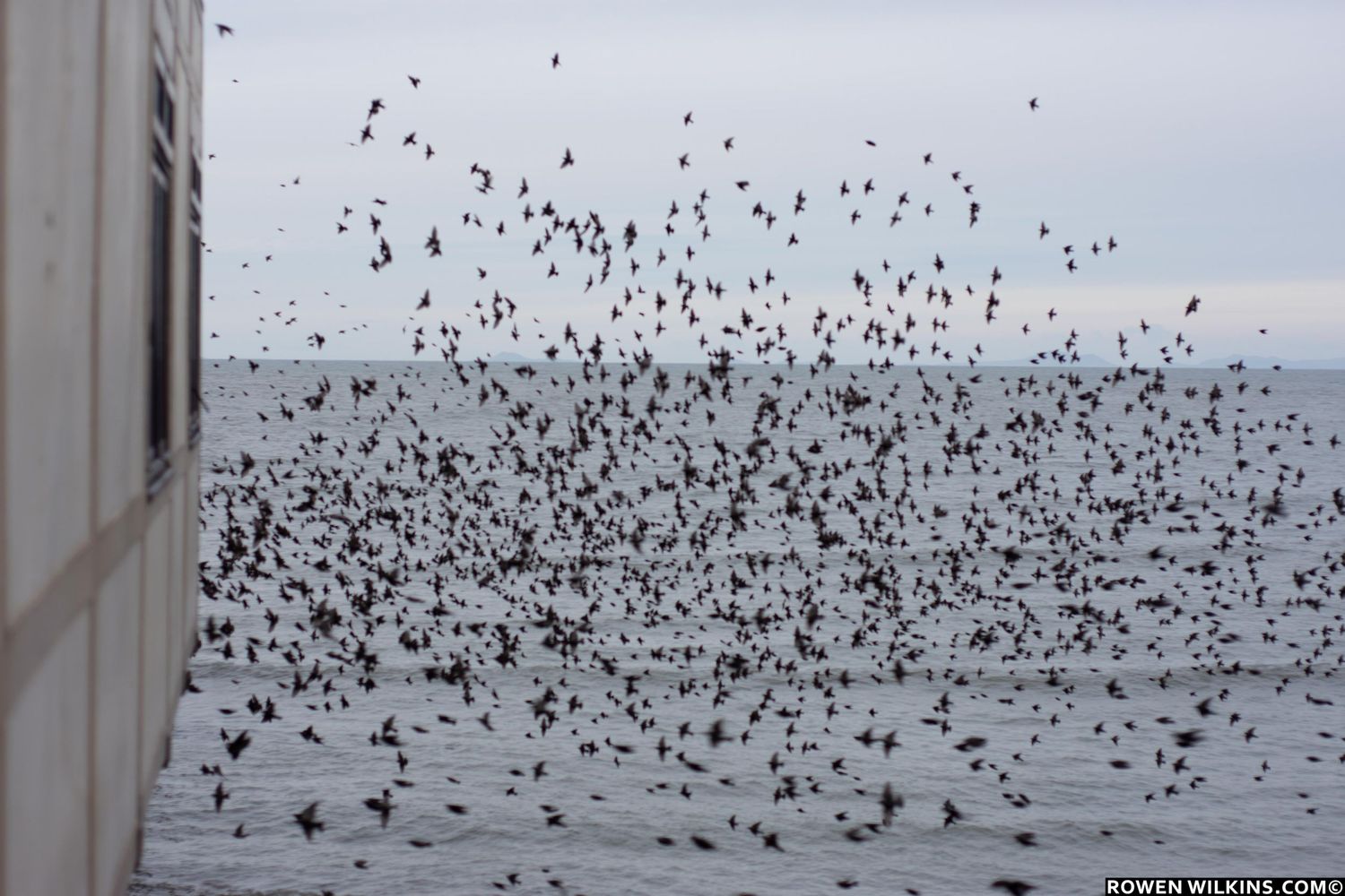 aberystwyth pier starlings
