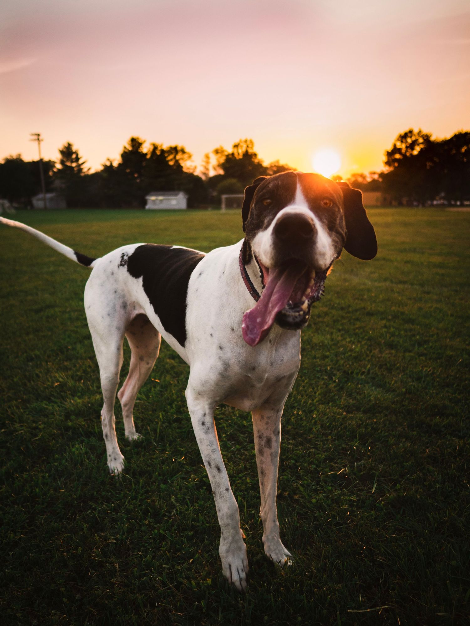 A large Great Dane dog runs through a field at sunset with his tongue hanging out.