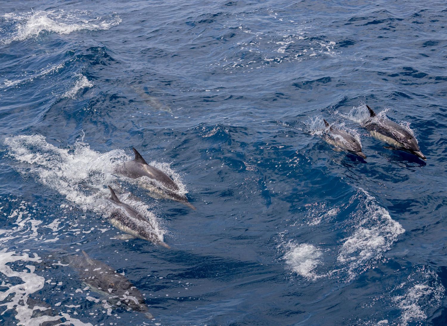 A pod of dolphins swimming and jumping through blue ocean waves.