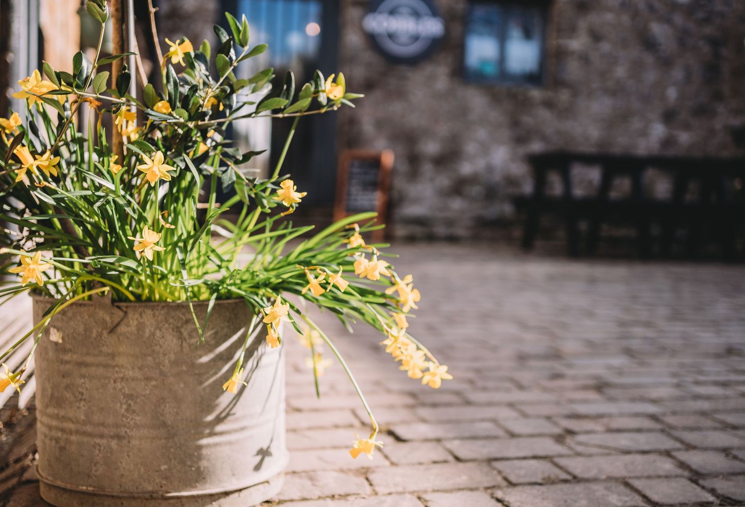 Daffodils in rustic pots