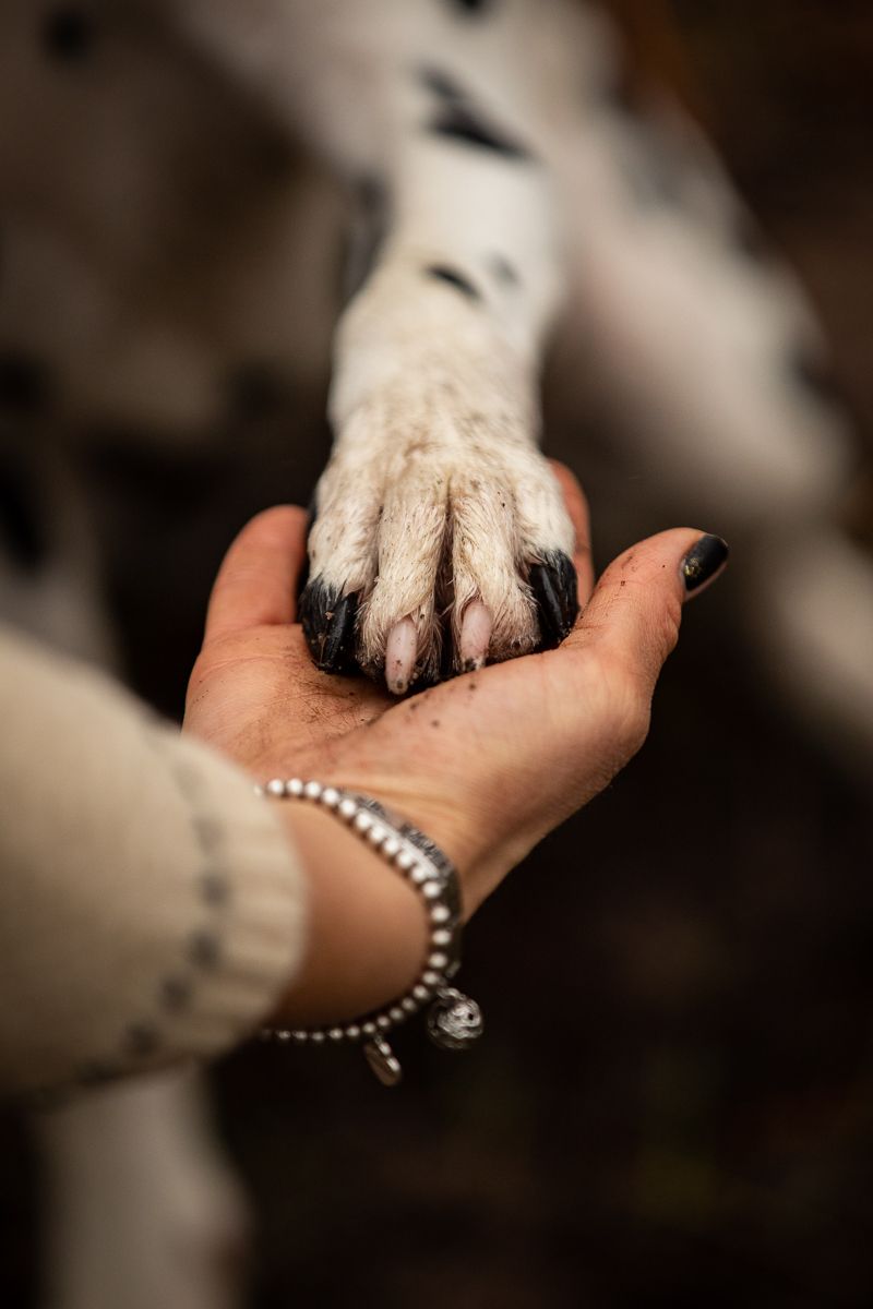 A close-up of a dog's paw being held gently in a hand wearing a bracelet.