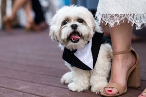 Wedding Photographer