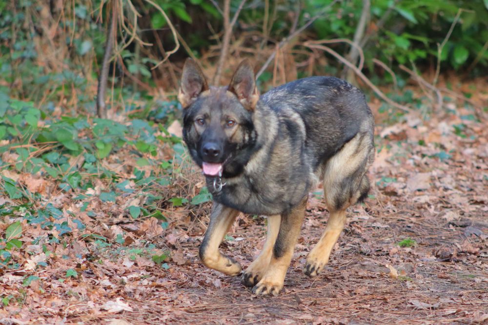 german shepherd