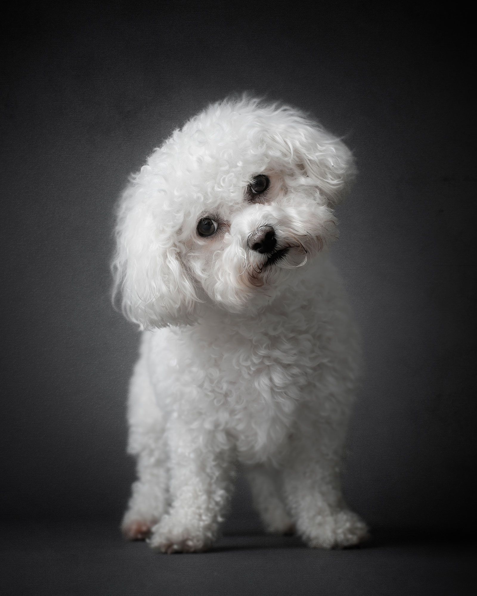 white bichon frise dog