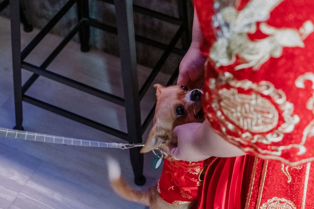 A pet hamster sits near traditional red Chinese decorations.