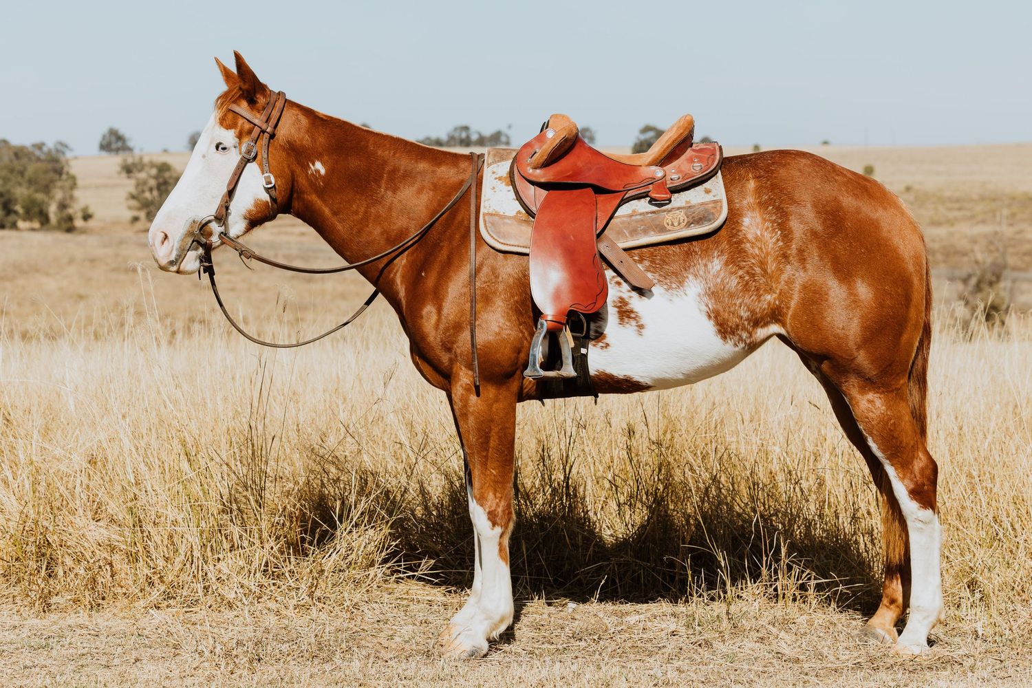 Chestnut paint horse with western saddle and bridle standing in dry golden grassland.