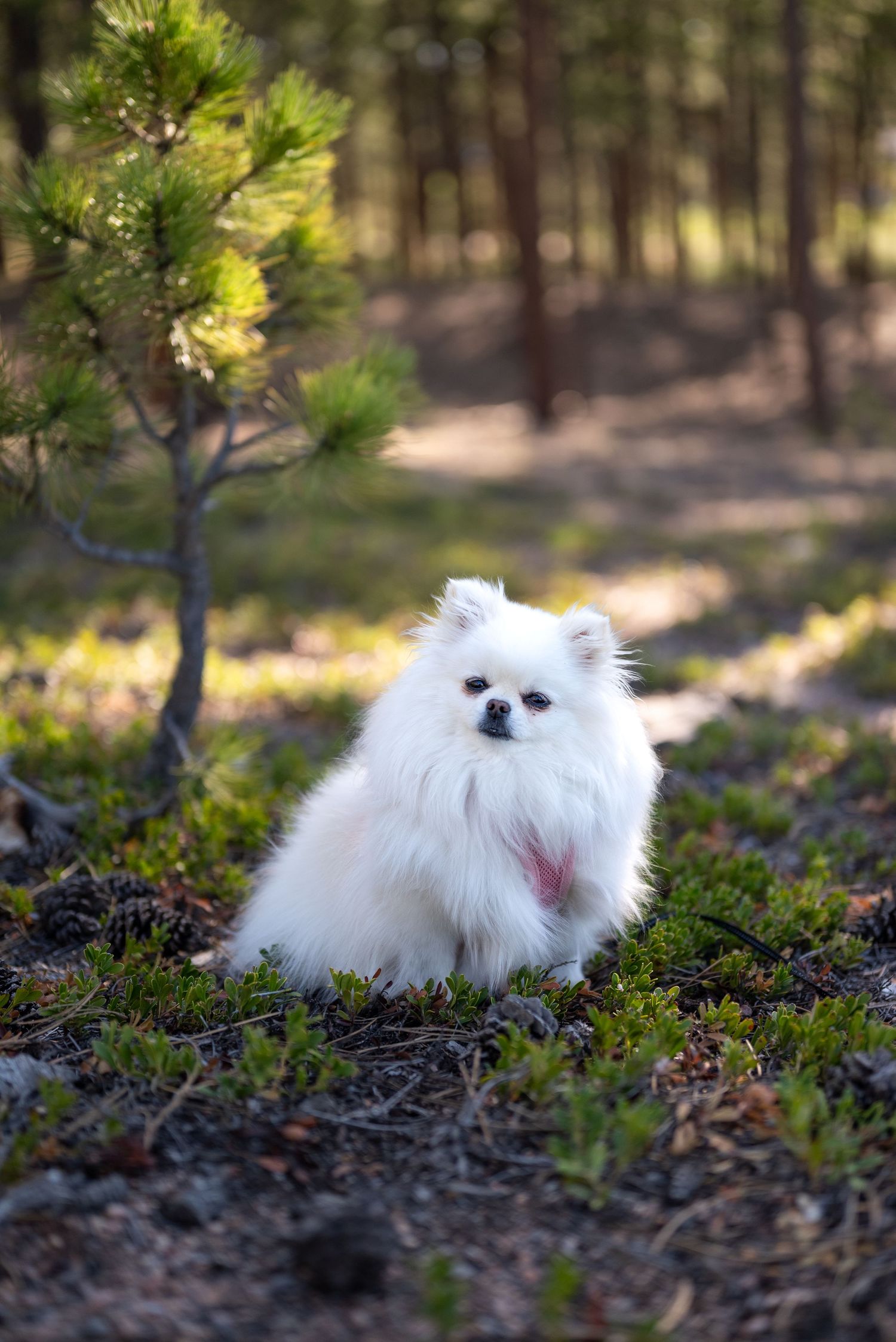 Photo session at Fox Run Regional Park in Black Forest, CO,