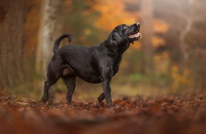 reactive nervous black labrador