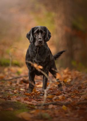 reactive nervous black labrador
