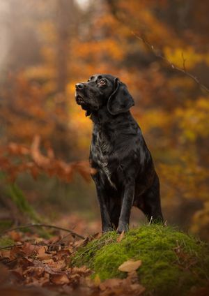 reactive black labrador