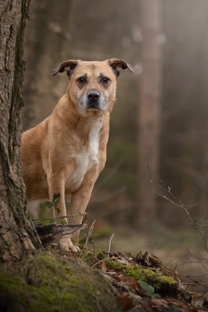 reactive nervous rescue dog
