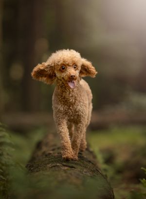 toy poodle reactive anxious dog