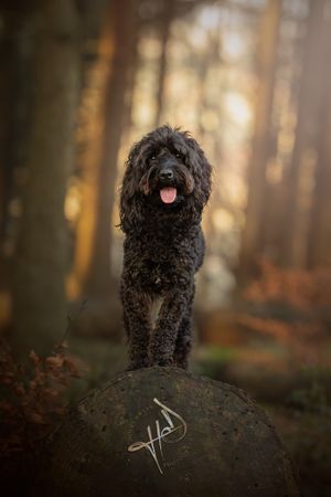 cockerpoo reactive anxious dog