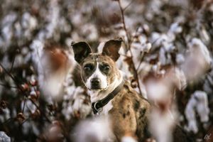 dog sitting in rows of cotton